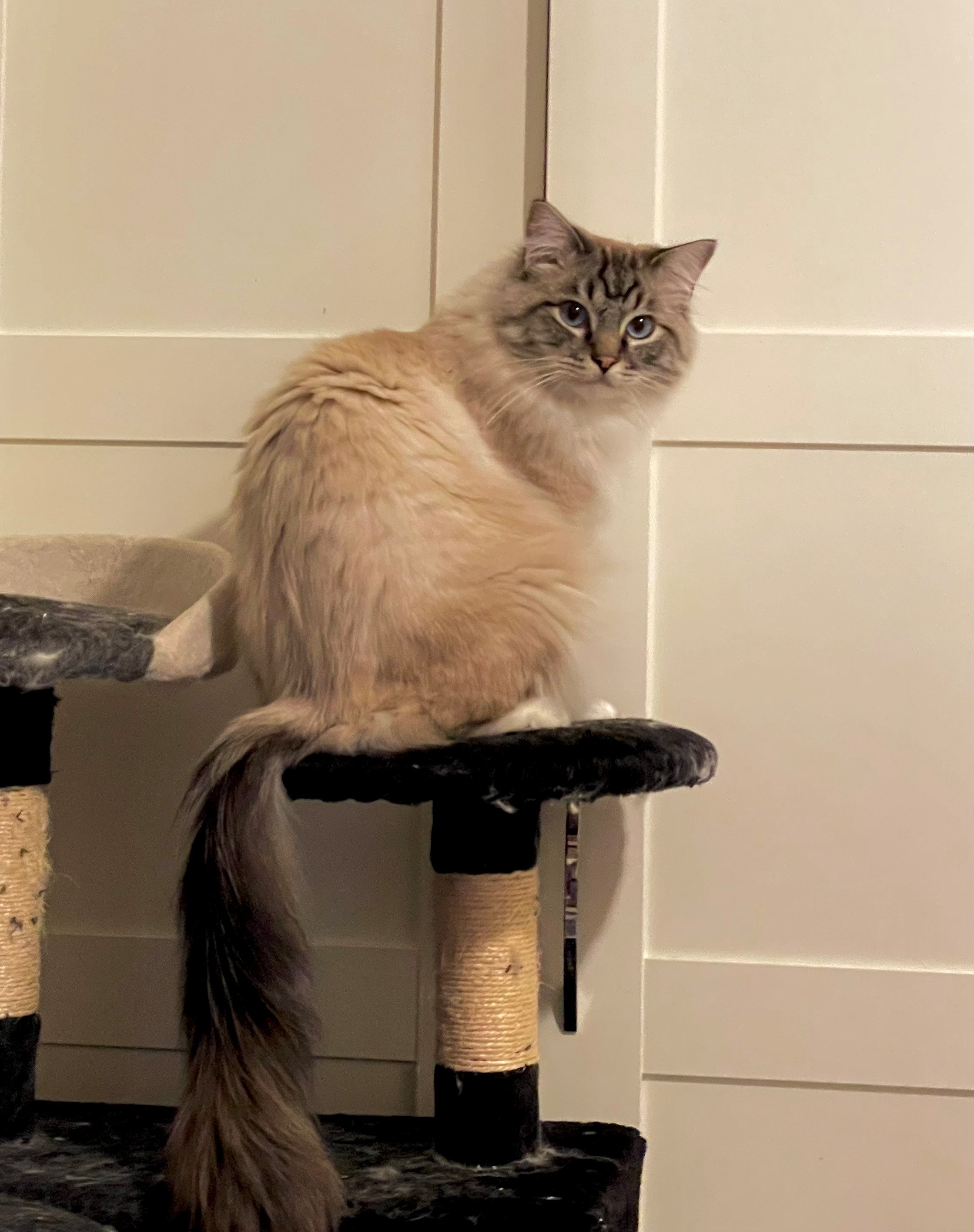 Poupèe Blanche GILLES